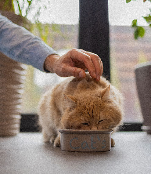 curiosidades sobre el sueño de los gatos